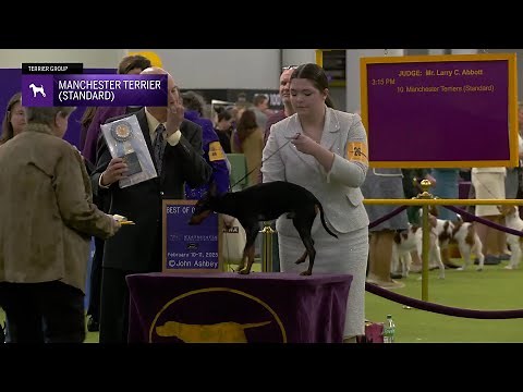 Manchester Terriers (Standard) | Breed Judging 2025