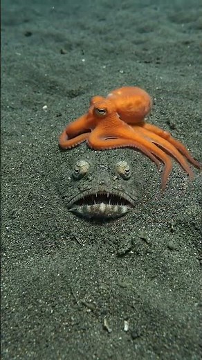 🐙 Tiny Octopus vs Monster Ambush Fish 😱 | Ocean Survival #shorts