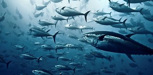 Sleeping fish? From sharks to salmon, guppies to groupers, here’s how they grab a snooze