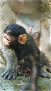 First day born, newborn monkey was born safely | Love Monkey