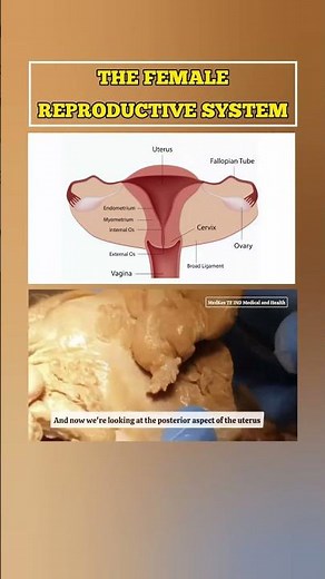 The Female Reproductive System