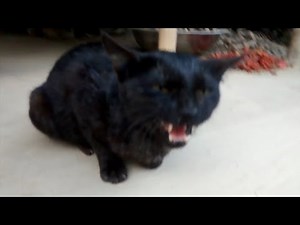Black cat crying.. meow! Meow...