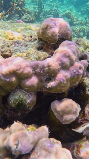 Beautiful Blue Giant Clam and Corals of Busuanga Island, Philippines #oceanlife #reeflife #travel