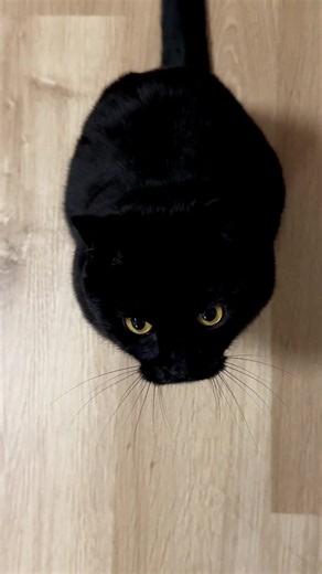 猫がいる生活の癒し動画｜かわいい猫のひげとリラックスタイム