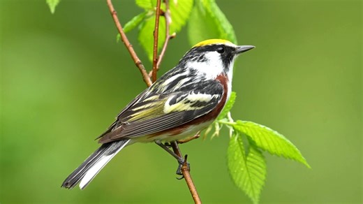 Chestnut-sided warbler calling (Setophaga pensylvanica) North America, Canada. | BIRDS & Nature