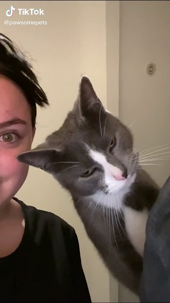 Cat Smacks Owner in the Face 😂 | Funny Cat Videos