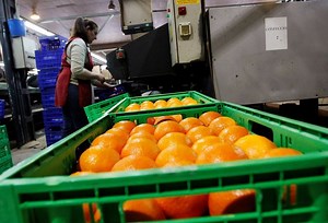 Les prix du jus d'orange atteignent leur plus haut niveau historique sur fond de perspectives de production moroses