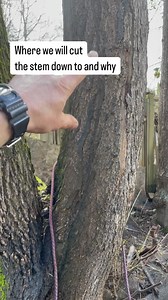 9.8K views · 93 reactions | CODIT and tree disease #codit #trees #arborist #climbingarborist | ClimbingArborist.com | Facebook