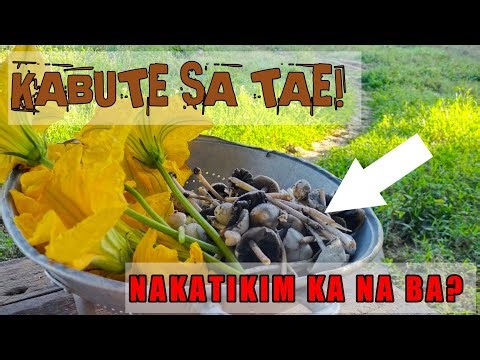Carabao Dung Mushroom | Farm Life Philippines | Cook and Eat | Plant and Survive