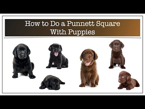 How to do a Punnett square with puppies