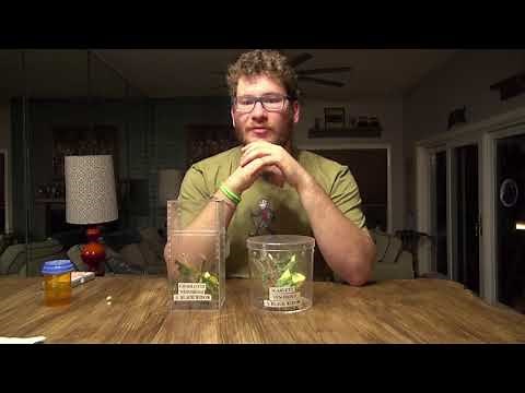 Keeping and Handling Black Widow Spiders!