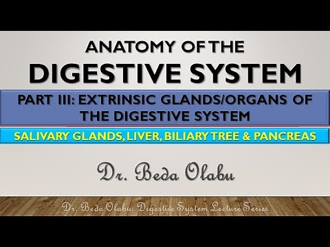 ANATOMY OF THE DIGESTIVE SYSTEM PART III - EXTRINSIC ORGANS & GLANDS OF THE DIGESTIVE SYSTEM