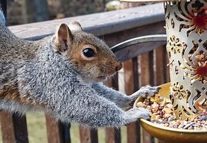 9 Expert-Approved Tips For Keeping Squirrels Off Bird Feeders