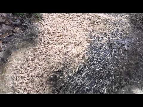 Maggots feeding on a dead animal