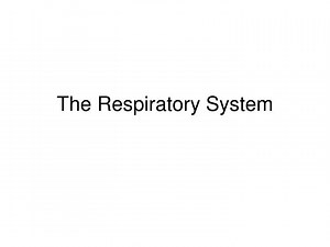 The Respiratory System - SlideServe