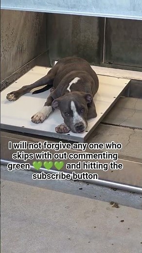 They were abandoned. We didn't give up,🐕🐶🐾. Helping stray dogs in the USA🇺🇲🇺🇸 world haven dog rescue