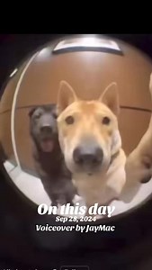 Let’s see if I remember the password 😂😂 #funny #dogs #voiceover #laugh #like #share | Jeremiah Mac