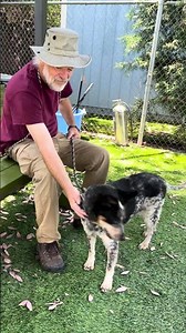 NEW A5775816 Chula | Australian Shepherd / Cattle Dog Mix