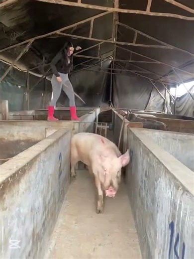 Essential Pig Care Tips for Healthy & Happy Pigs #PigCare #PigLife #Farming