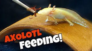 Axolotl Feeding Time: Worms for a Golden Pet
