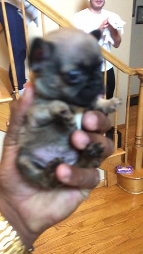 Do you think I’m ugly? #frenchie #petsoftiktok #viral #puppylove #dogtime #pyp #doggypic #helpme #whowantsme #challange #adorable #ButterGlossPop