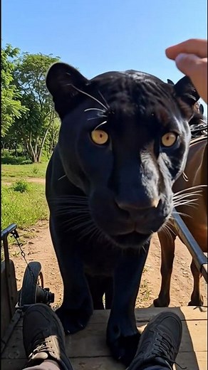"Black Jaguar Saves Its Cub With The Help Of A Man" #animals #rescue #wildlife