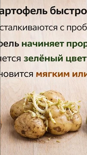 Как хранить картофель в квартире, чтобы не прорастал и не портился. 1 часть.