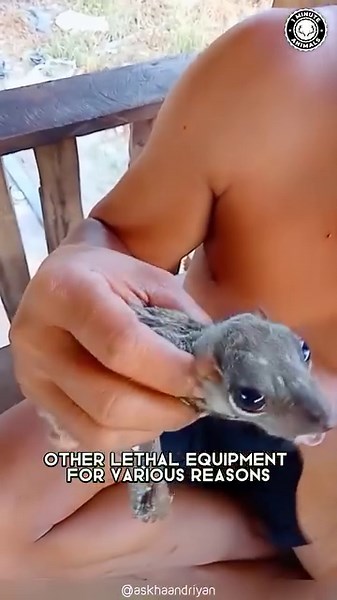 177K views · 7.7K reactions | Flying Lemur  Enigmatic Glider of the...