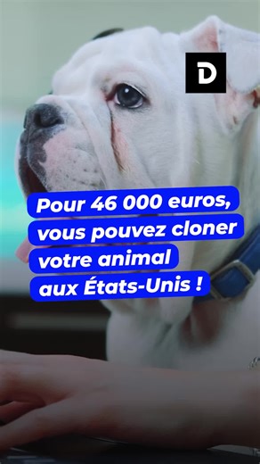 Cloner son animal aux États-Unis: Le processus détaillé à 46 000 euros
