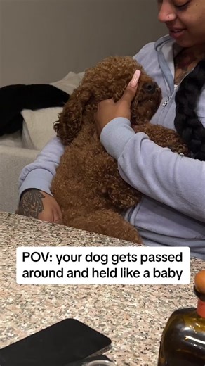 Doggy Sibling Love: Holding Your Cockapoo Like a Baby