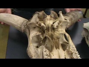 Bovine, Equine, and Porcine Skull