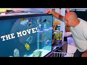Moving 3 LARGE AQUARIUMS, Having A PLAN To Move Fish Tanks Is Critical!