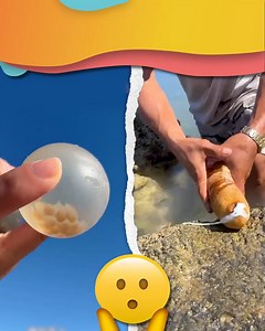 1.4M views · 65K reactions | ¿Qué harías si te encontraras ALGO ASÍ?  #reelsvideoシ #viralreelsシ #curiosidades #playa #beach | RecreoViral | Facebook