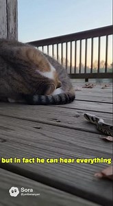 Cat vs Snake and the cat already knew #animals #survival
