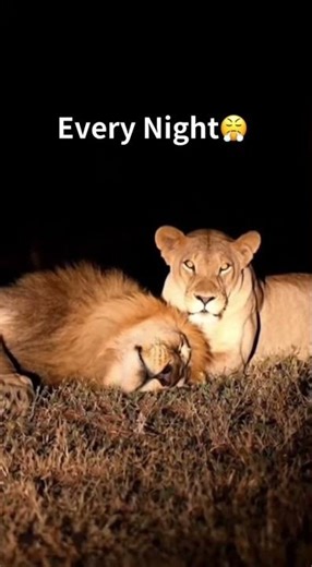 When the Lion Sleeps Too Loud Until His Wife Wakes Him Up! 😂🦁 #shorts #viral #lion #wildlife #funny