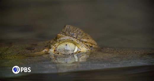 Nature: Parenthood: Grasslands | Preview