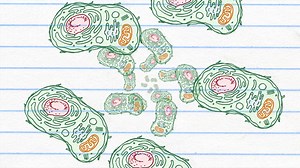 Cellular respiration - mitochondria - Flocabulary