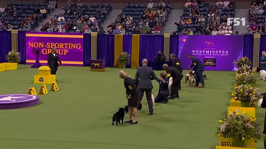 Winston, the French Bulldog, returned to the #WestminsterDogShow and not only stole the hearts of his fans, but took home the Non-Sporting Group Ribbon again! Do you remember this winning moment from the 147th Annual Westminster Kennel Club Dog Show presented by Purina Pro Plan ? | Westminster Kennel Club Dog Show