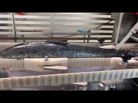 Marel 2730 salmon filleting machine test