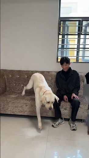 Only when going out to play, he shows interest 😂 #How can this dog look so human-like