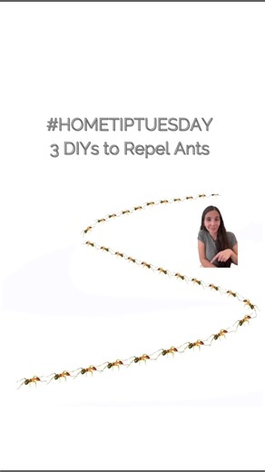 It’s Home Tip Tuesday 📣 DIY Ant Repellent Keep ants away naturally with simple ingredients! Save citrus peels and place them near entry points to deter ants with their strong scent. Alternatively, add a few drops of peppermint oil to cotton balls and strategically place them to create a natural barrier. For an easy spray solution, use white vinegar along entryways and ant trails to repel unwanted guests. These DIY methods are effective, safe, and eco-friendly! 🍋🌿💧 #tuesday #torontorealtor #t