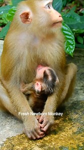 43 reactions | Big congratulation for monkey Lina, Linda just give birth, DSCN5251 | Fresh Newborn Monkey | Facebook