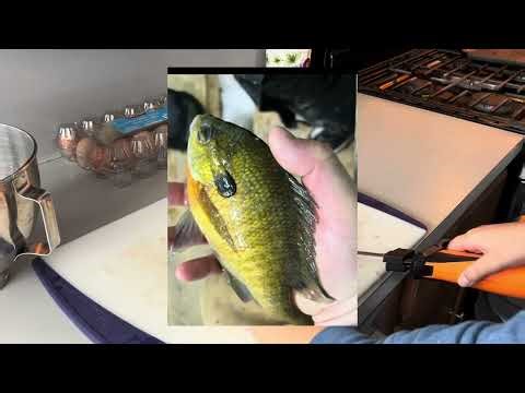 How to filet a bluegill