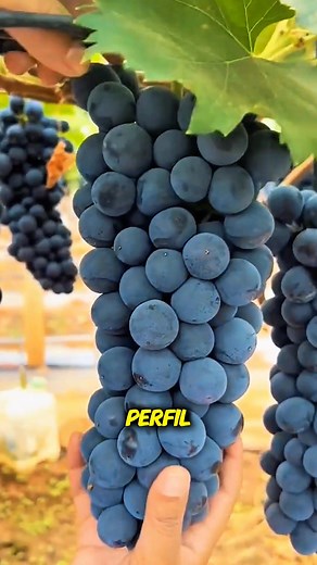 200K views · 1.6K reactions | Muchos creen que para que un árbol frutal produzca rápido hay que gastar mucho #arbolesfrutales #fertilizantenatural #cultivoorganico #huertacasera #plantasfelices | Tu Jardin en Casa.ok | Facebook