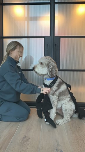 Never lose your dog’s boots in deep snow or mud! Connected boots with full leg and paw protection 😍 | Canada Pooch