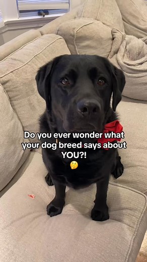 Ever wonder what your dog breed says about YOU？! 😅 . . . . . #siberianhusky #husky #huskypuppy #huskypups #puppies #pupstagram #puppiesofinstagram #huskygram #huskysofinstagrar #9gagcute #barked #weeklyfluff #instahusky #dogsofinstagram #huskvsofia #huskvoicofthedav #huskyowner #huskypage #huskyoftheday #huskyheaven #huskysofinstagram #huskyworld #huskylovers #huskygram #adventuredogs #aestheticdogs #golden #goldenretriever #goldenhour #fblifestyle | King Labrador Retrievers