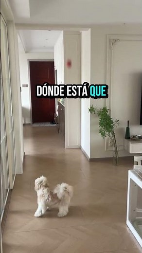 The World Cup Final (Dog Version) #funnydogs #worldcup2026 #spainvsargentina #shorts