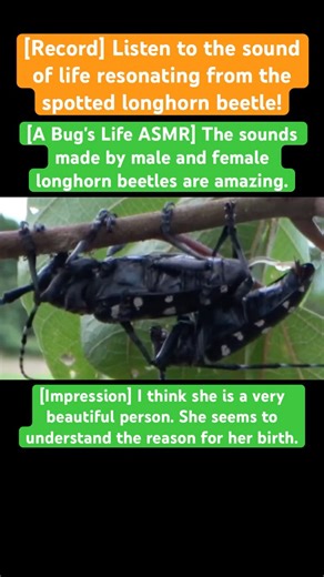 [A Bug's Life ASMR] The sounds made by male and female longhorn beetles are amazing. #automobile