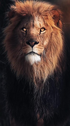 How to Easily Turn Your Boring Photo Into A Banger 🦁 I’ve also applied on of my Lightroom presets to change the color tones a bit. Try this photo editing trick with your photos in Photoshop and see the result yourself! #photoshop #photoshoptutorial #photoediting #wildlife #photography