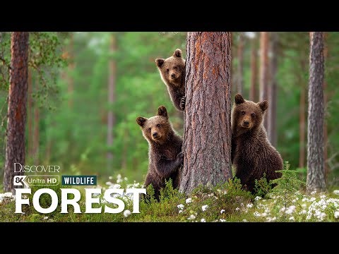 Forest Awakens | Unseen Wildlife Moments Beyond Human Presence